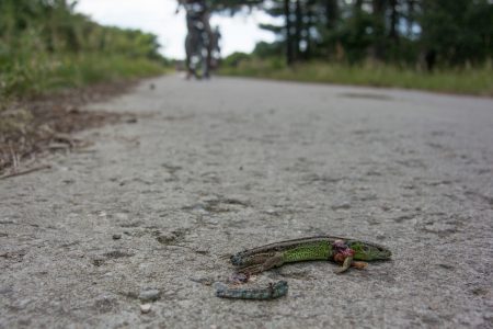 doodgereden zandhagedis op fietspad