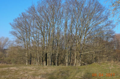 Waterleidingduinen, bomen die gekapt worden