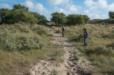 illegaal aangelegd ruiterpad de lus in de Waterleidingduinen